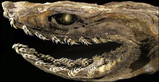 Image: Toothy shark
